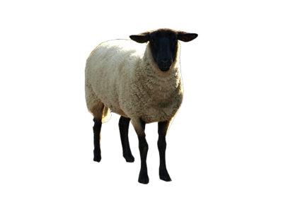 Sheep