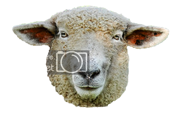 steaua sheep photo desvai photobucket #20310
