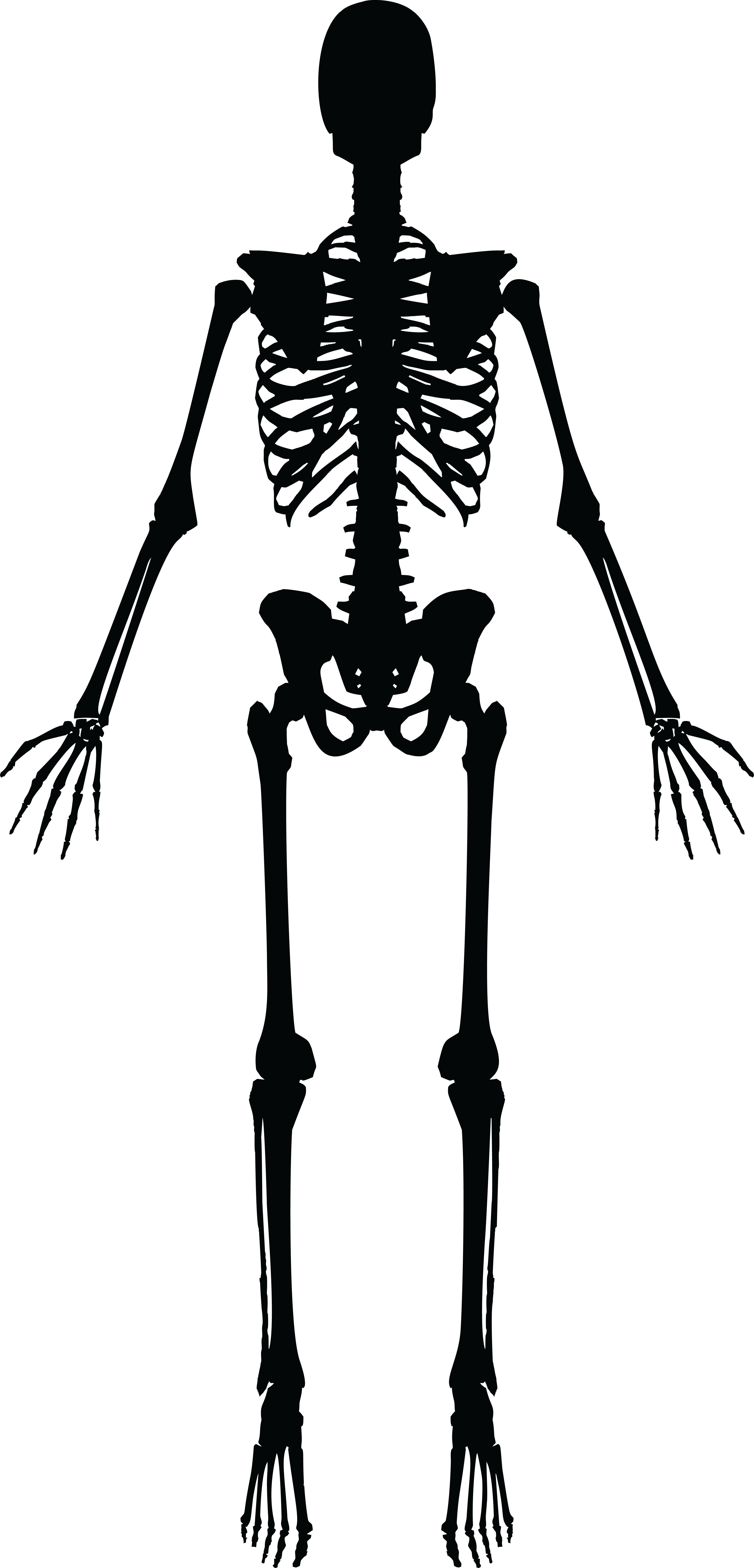 clipart human skeleton black and white #24781