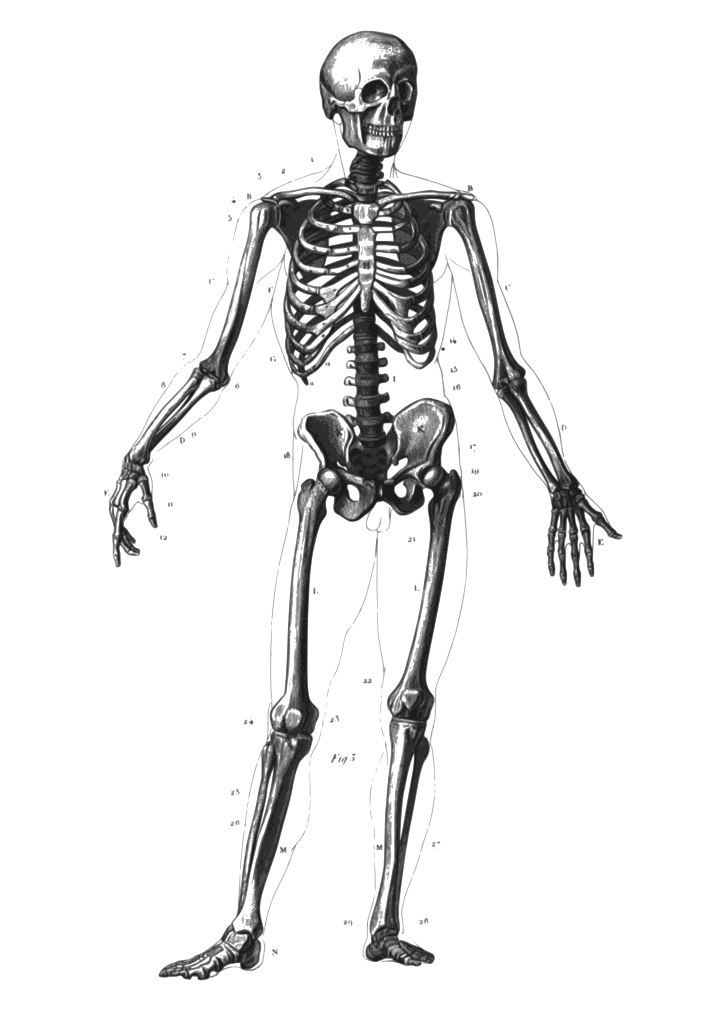 file skeleton diagram svg wikimedia commons #24715