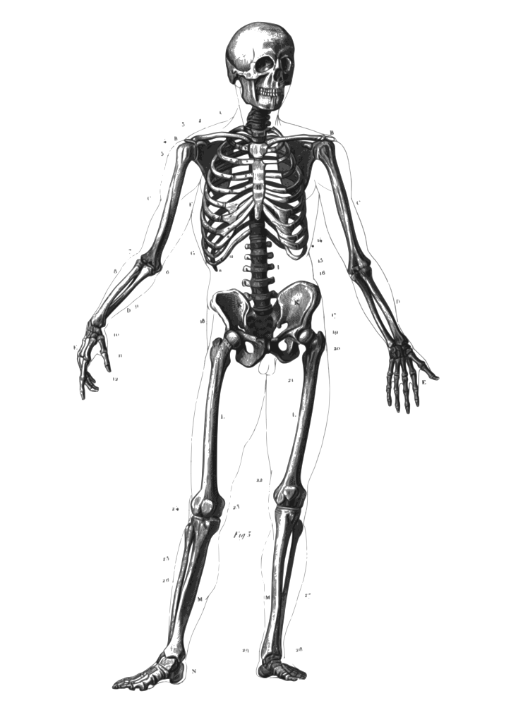 skeleton diagram transparent image #24715