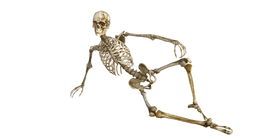 illustration skeleton bones anatomy human #24728