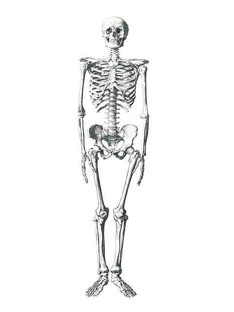 illustration skeleton medical bone anatomical #24771