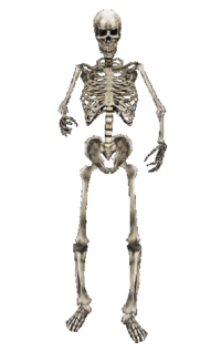 image skeleton elder scrolls wikia #24735