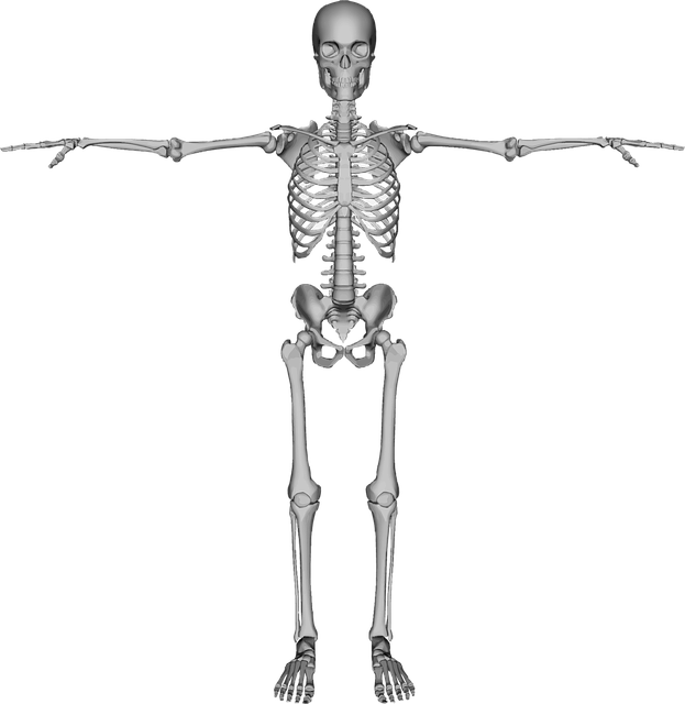 skeleton, bones dead figure vector graphic pixabay #24713