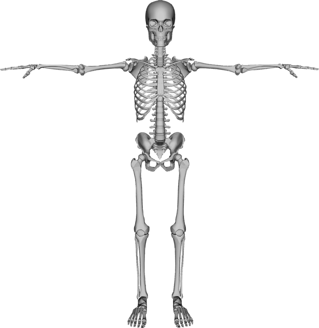 grey skeleton, bones dead figure transparent #24713