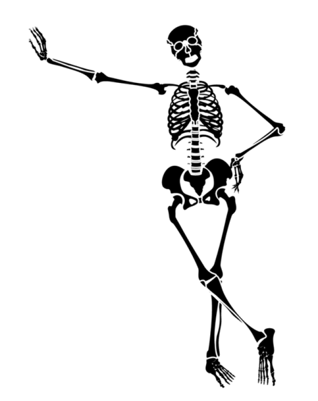 Skeleton Png Human Skeleton Transparent Free Transparent Png Logos