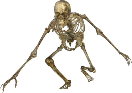 skeleton, halloween graphics #24792