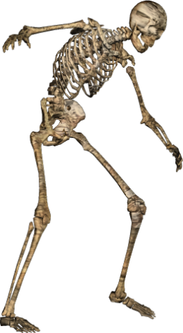 skeleton free transparent download #24744