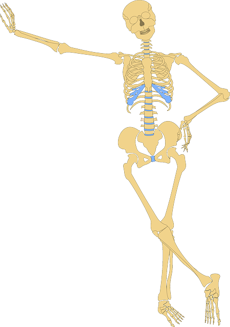 skeleton human skull vector graphic pixabay #24775