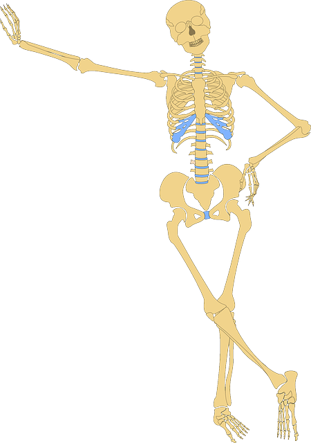 Skeleton