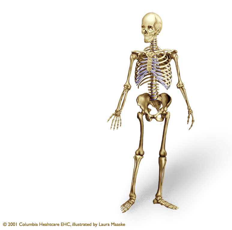 Skeleton