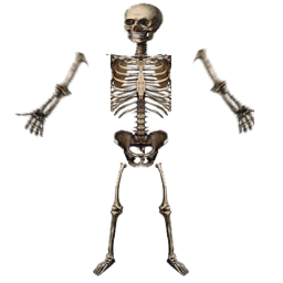 skeleton, index stable web filter png dynamic texture #24777