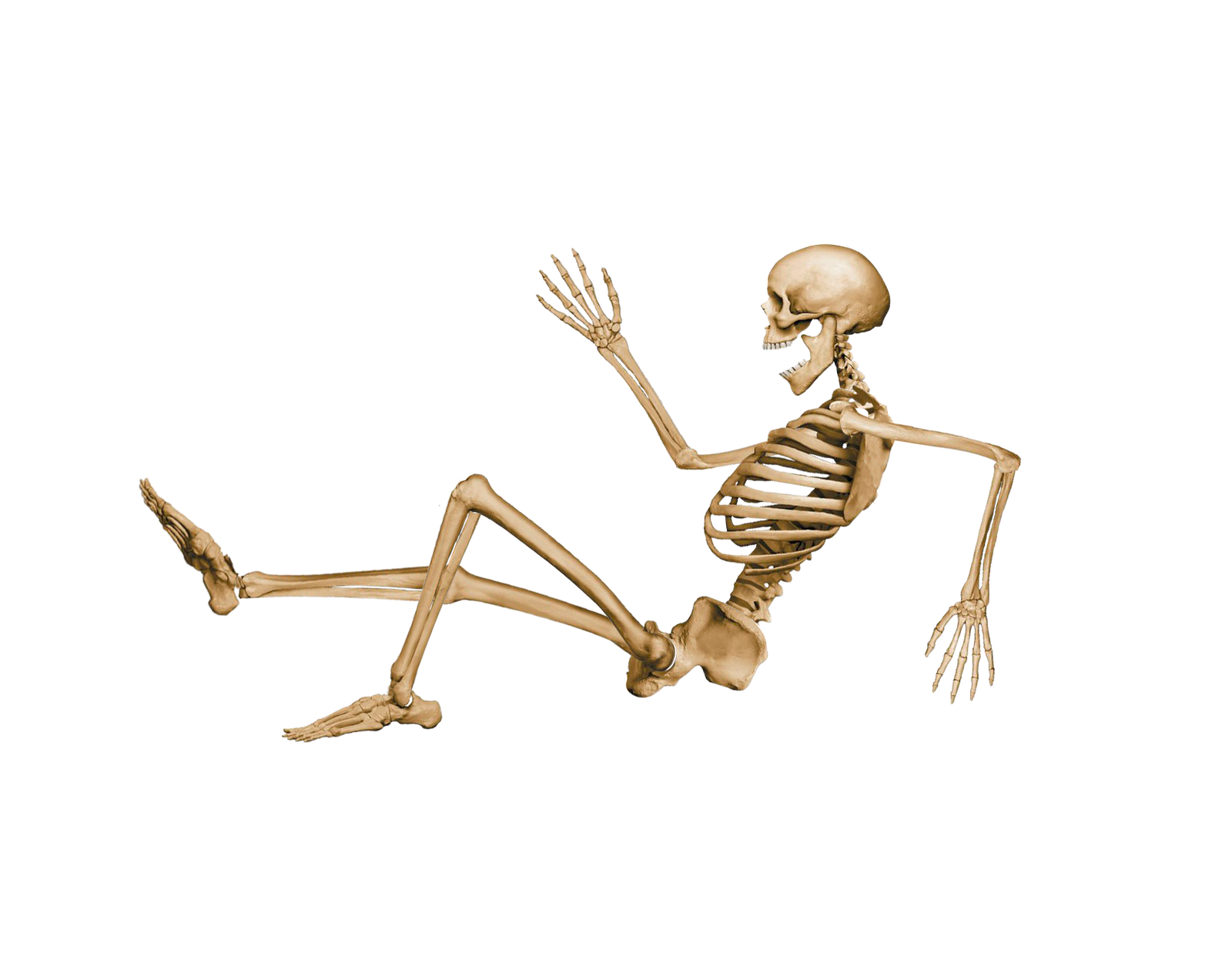 skeleton, kampua noodle #24740