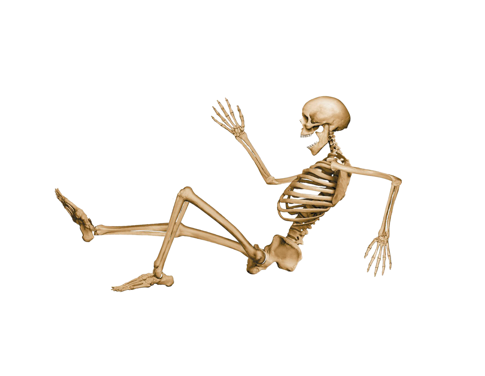 Skeleton