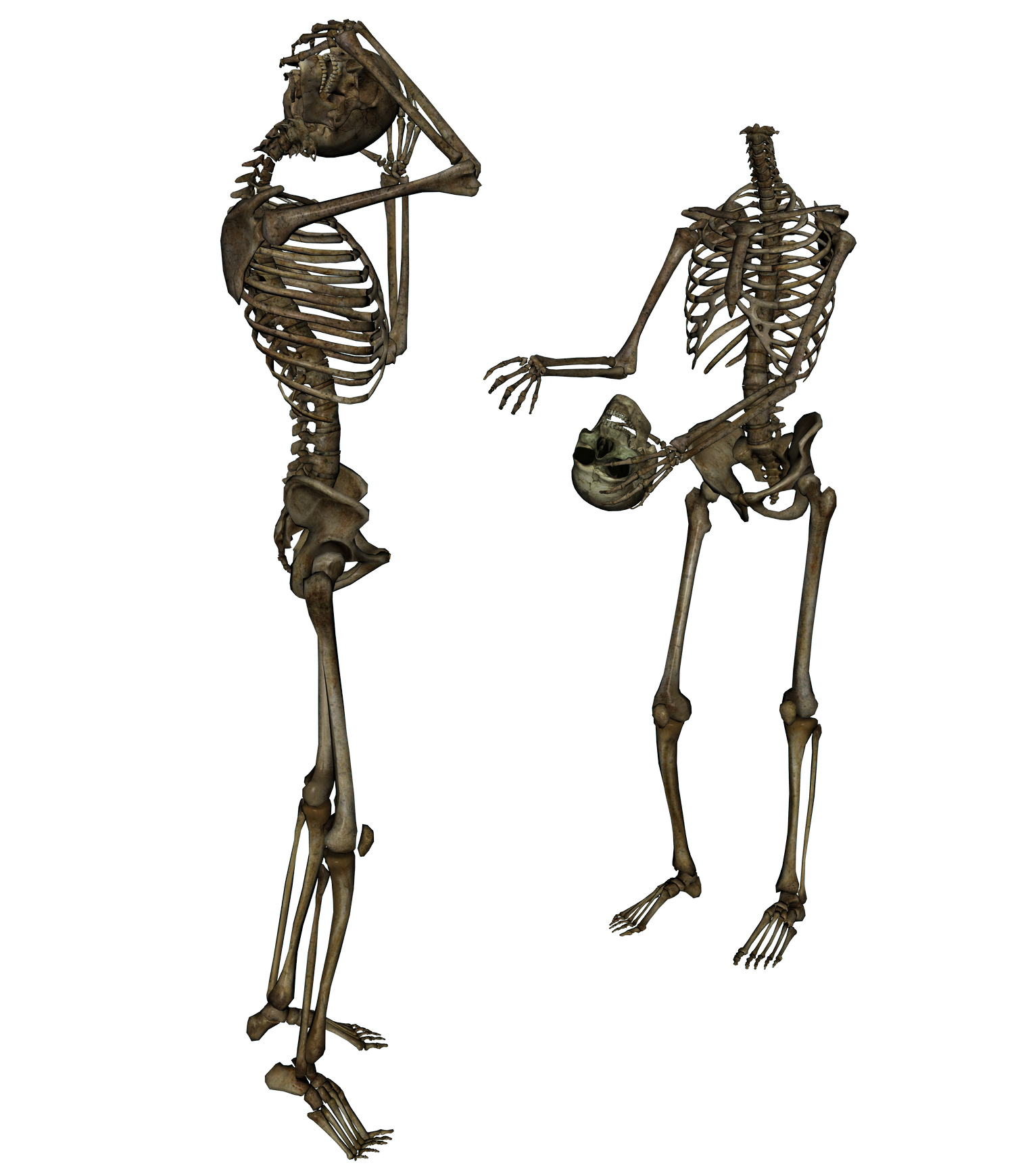 skeleton png transparent images download clip #24765