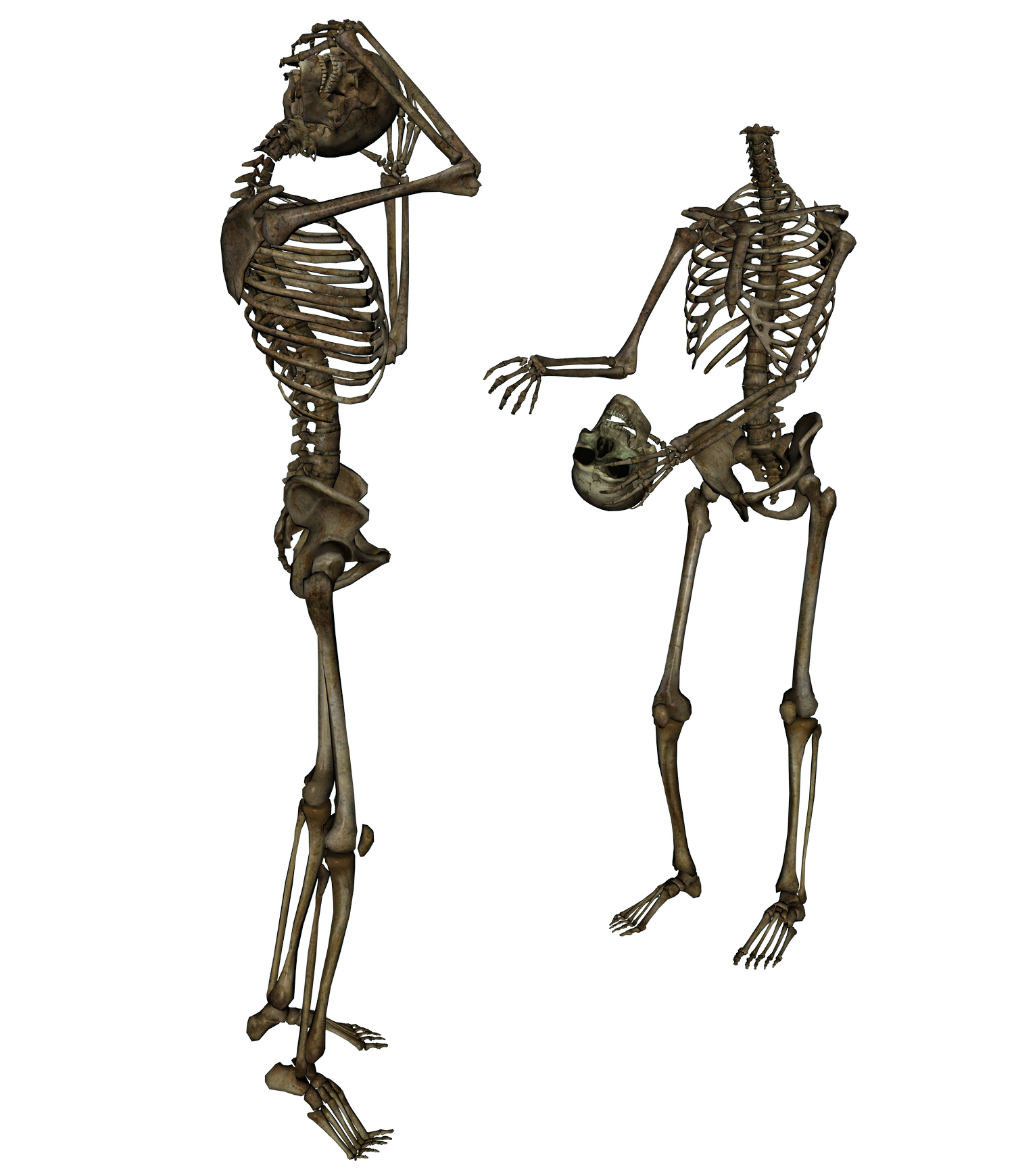 two skeleton image png #24765