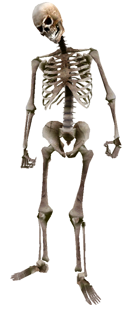 transparent skeleton image #24767