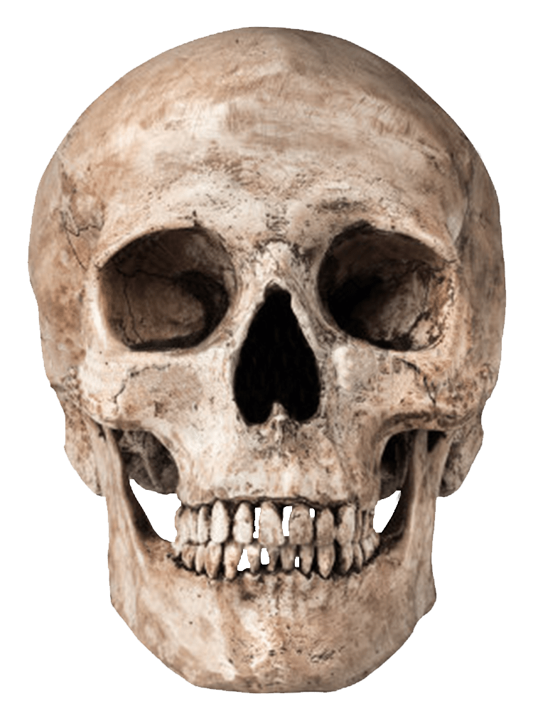 human skull transparent png stickpng #13737