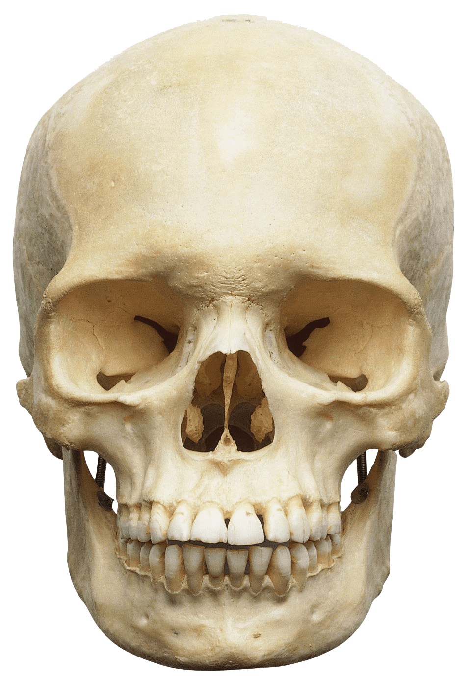 human skull white transparent png stickpng #13749