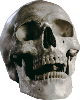 skull, human skeleton images pixabay download pictures #13734
