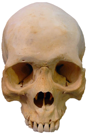 skull, what palo mayombe #13747