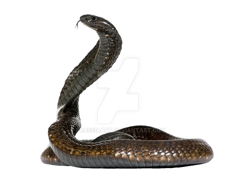 cobra snake png #16412