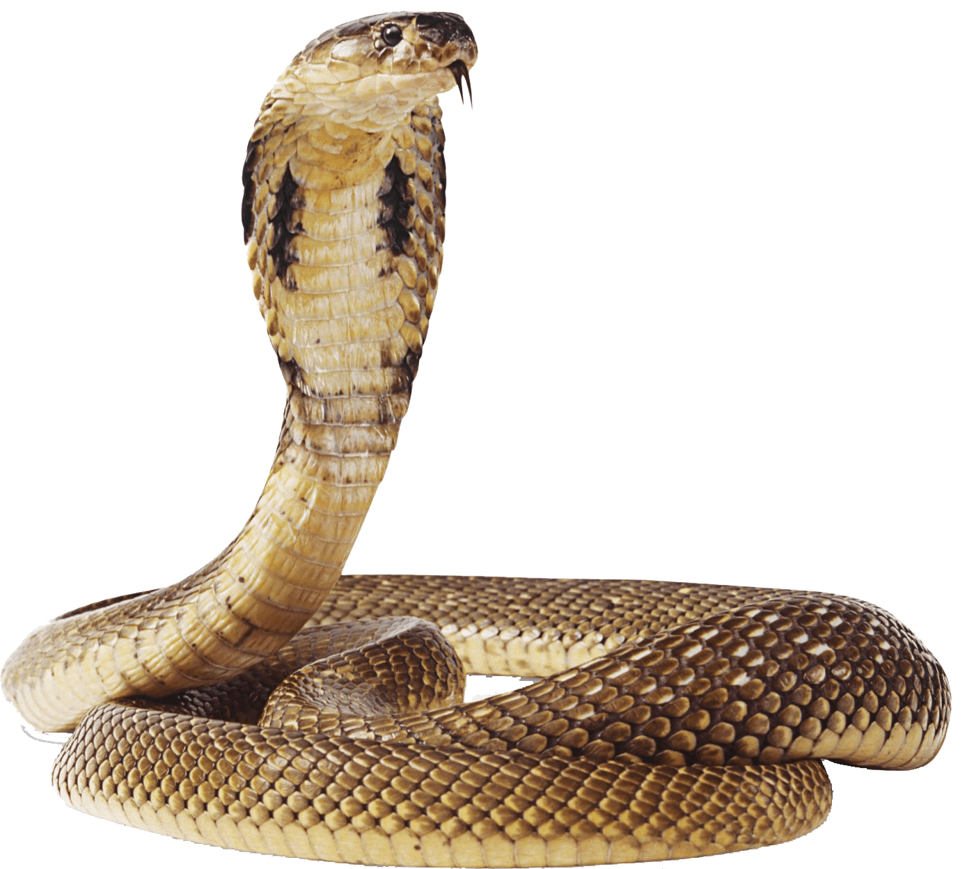 cobra snake transparent background #16353