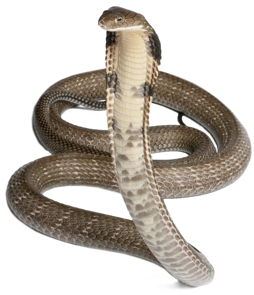 download cobra snake png image pngimg #16362