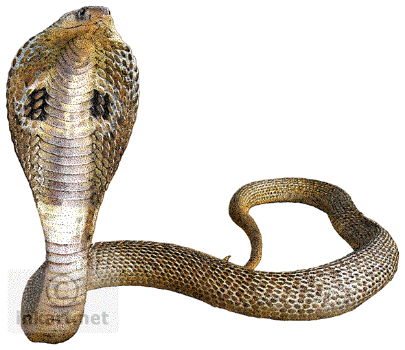 3d Snake, Gradient Snake, Large Pythons, Snake PNG Transparent Clipart  Image and PSD File for Free Download