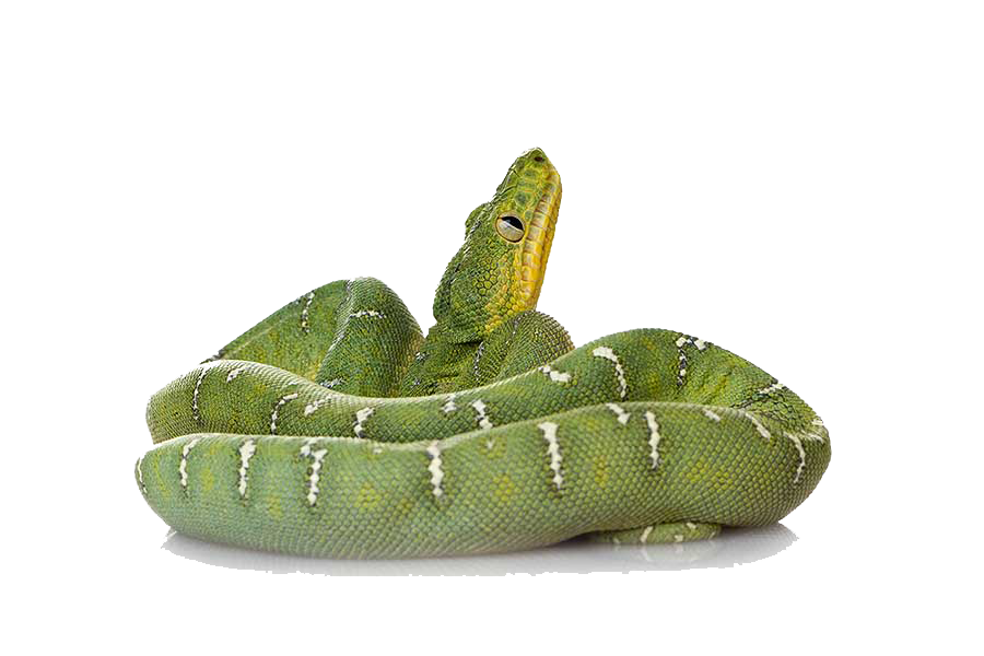 download green snake png file transparent png #16421