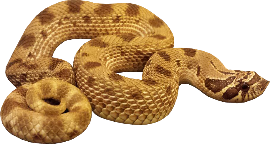 hognose anaconda snake transparent image #16392