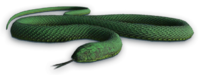 image cutout snake far cry wiki #16436