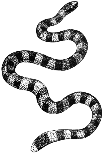 snake, animal fact sheets #16384