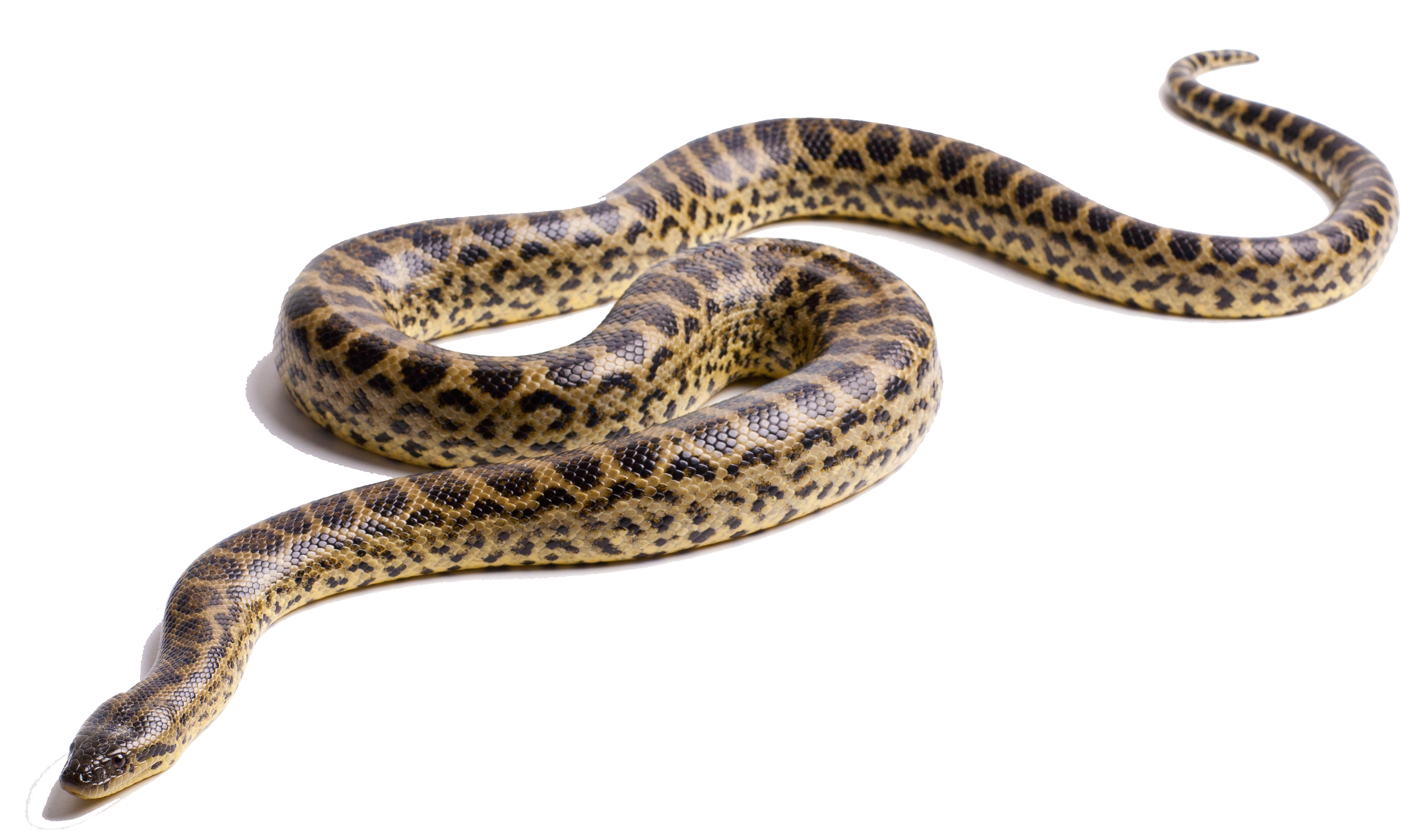 snake, download anaconda image png image pngimg #16365
