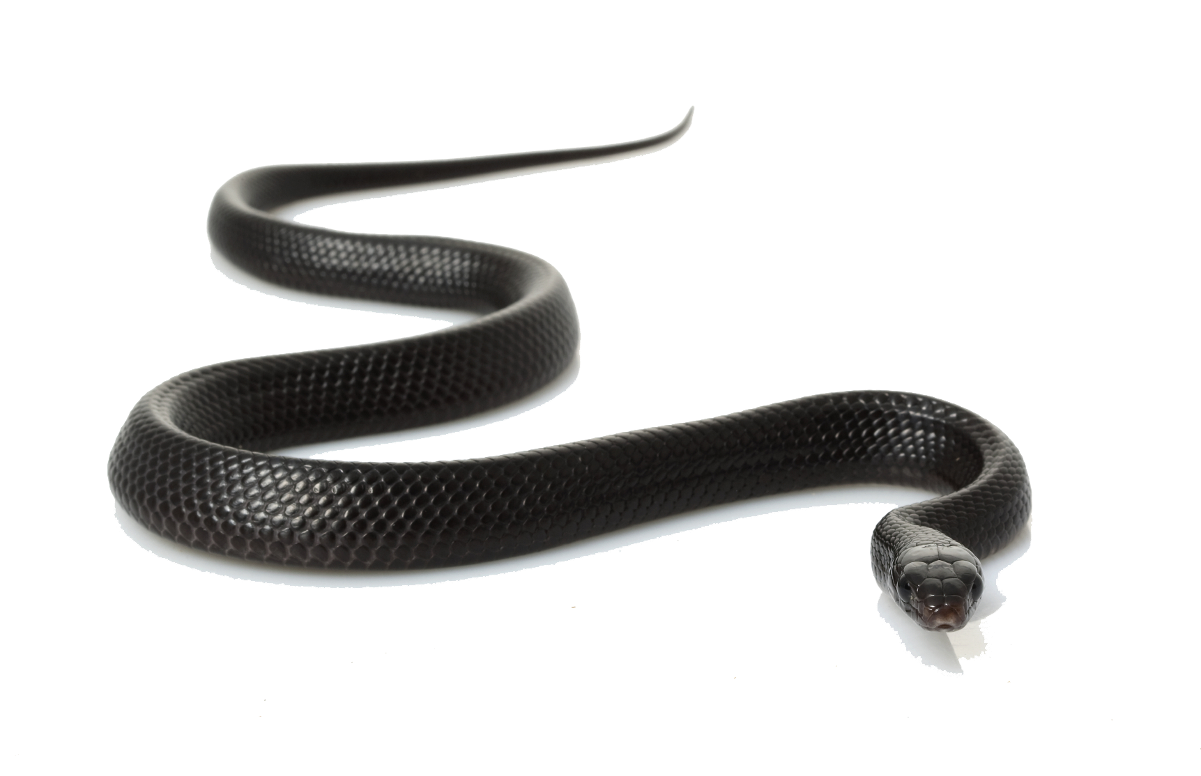 snake, download snakes png transparent images clipart and alpha #16435