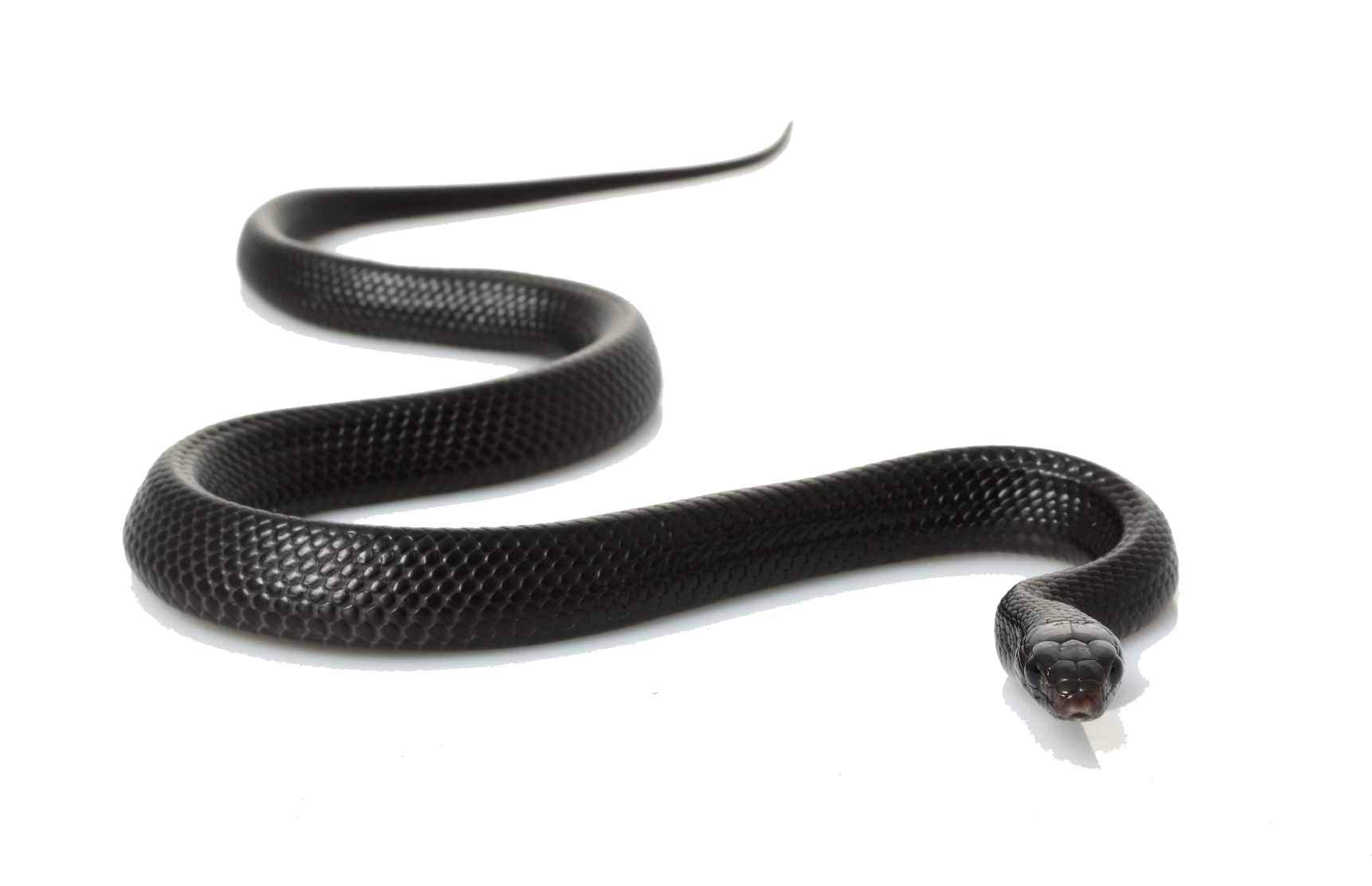 Snake PNG, Boa, Python, Anaconda Snakes Clipart Pictures