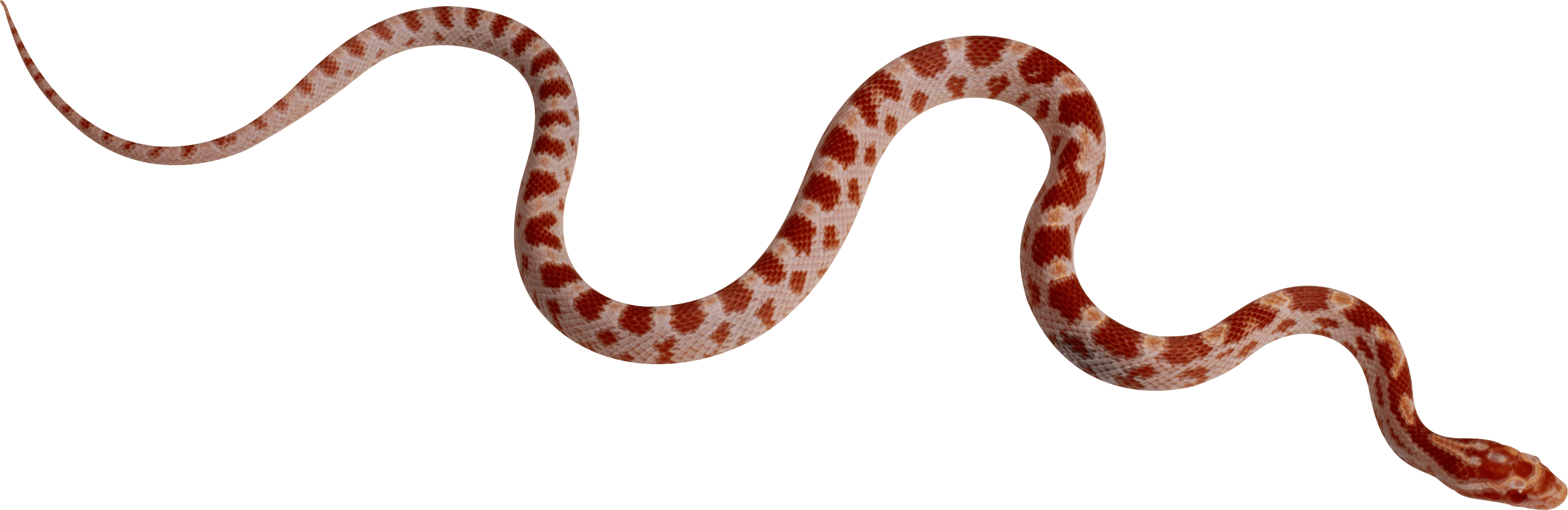 snake python isolated 3d 24485905 PNG