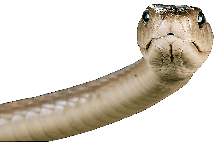 snake png image picture download reptil pinterest #16446