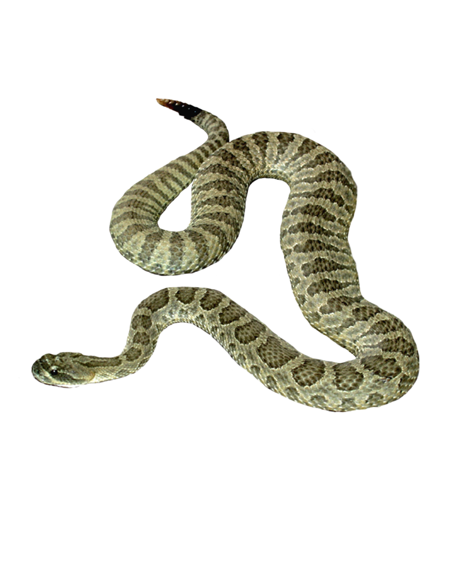 snake png moonglowlilly deviantart #16411