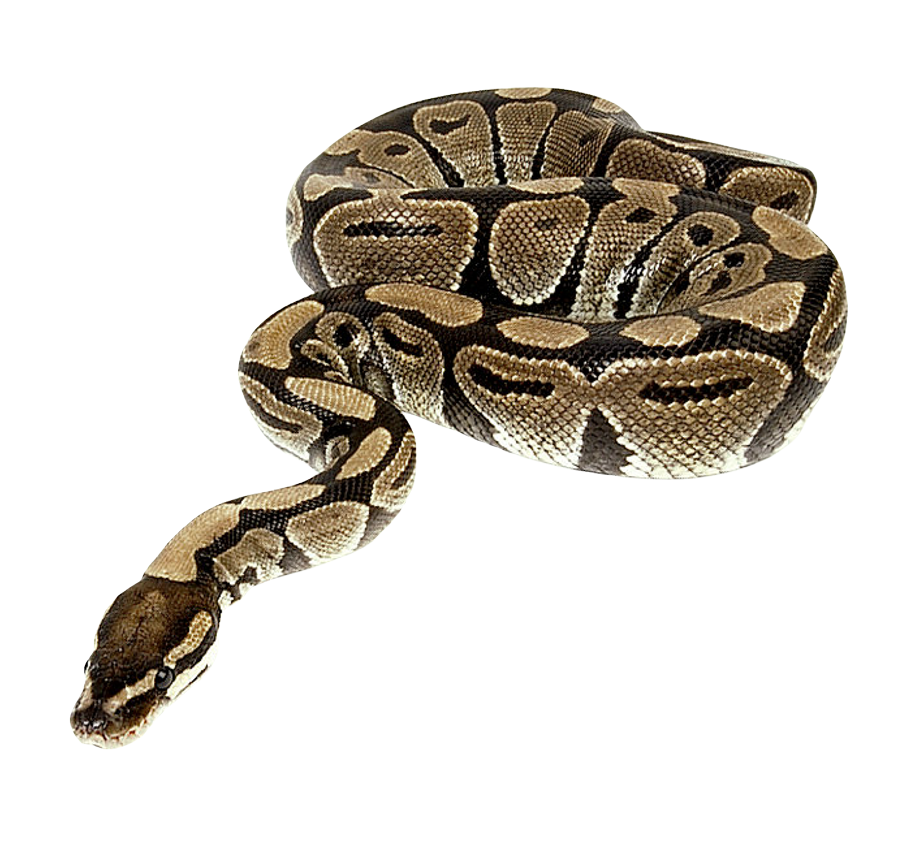 snake png transparent image pngpix #16388