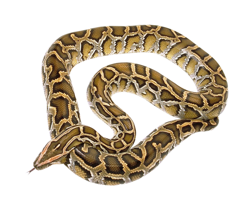 snake png transparent image pngpix #16405