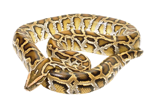 snake png transparent image pngpix #16455