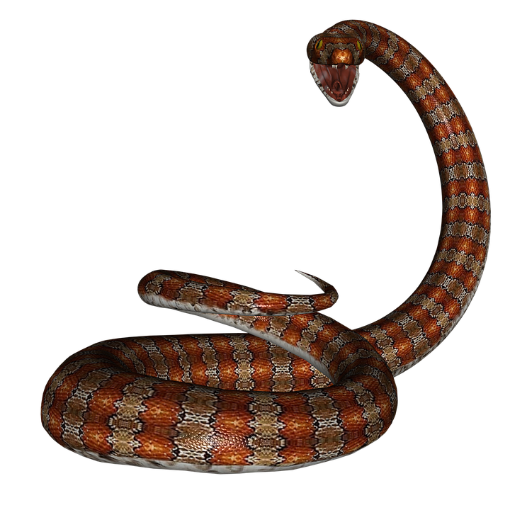 snake rat reptile image pixabay #16378