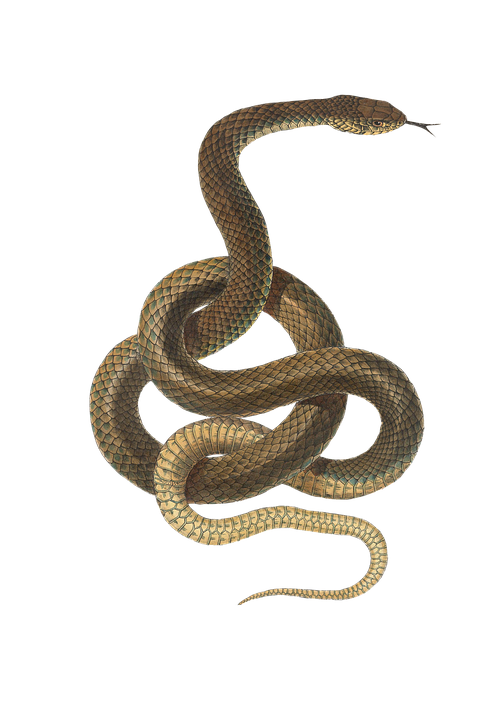 snake python isolated 3d 24485905 PNG