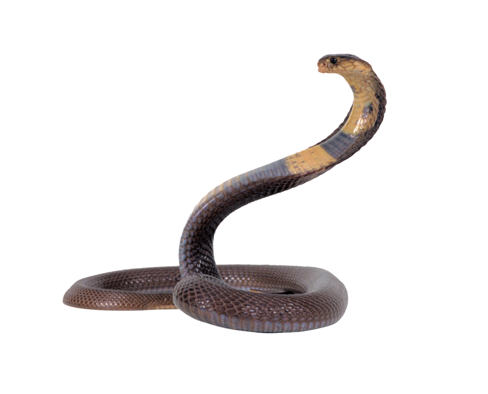 snake transparent png absurdwordpreferred deviantart #16370