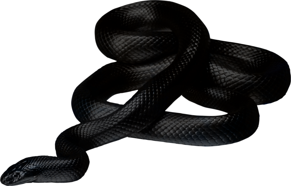 snake, what does mean when dream about black snakes #16348