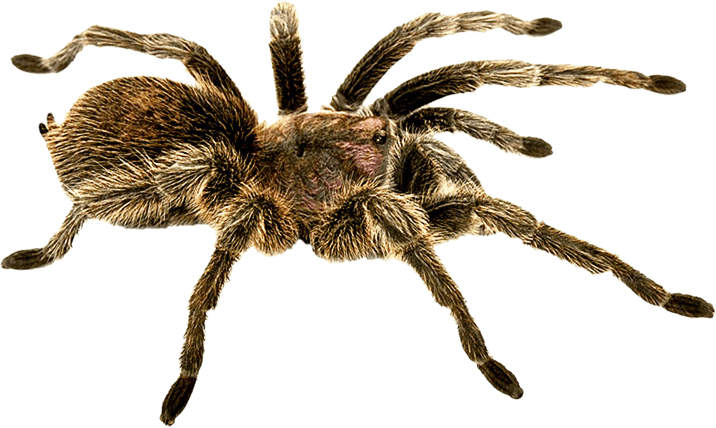 Wolf Spider transparent background PNG cliparts free download