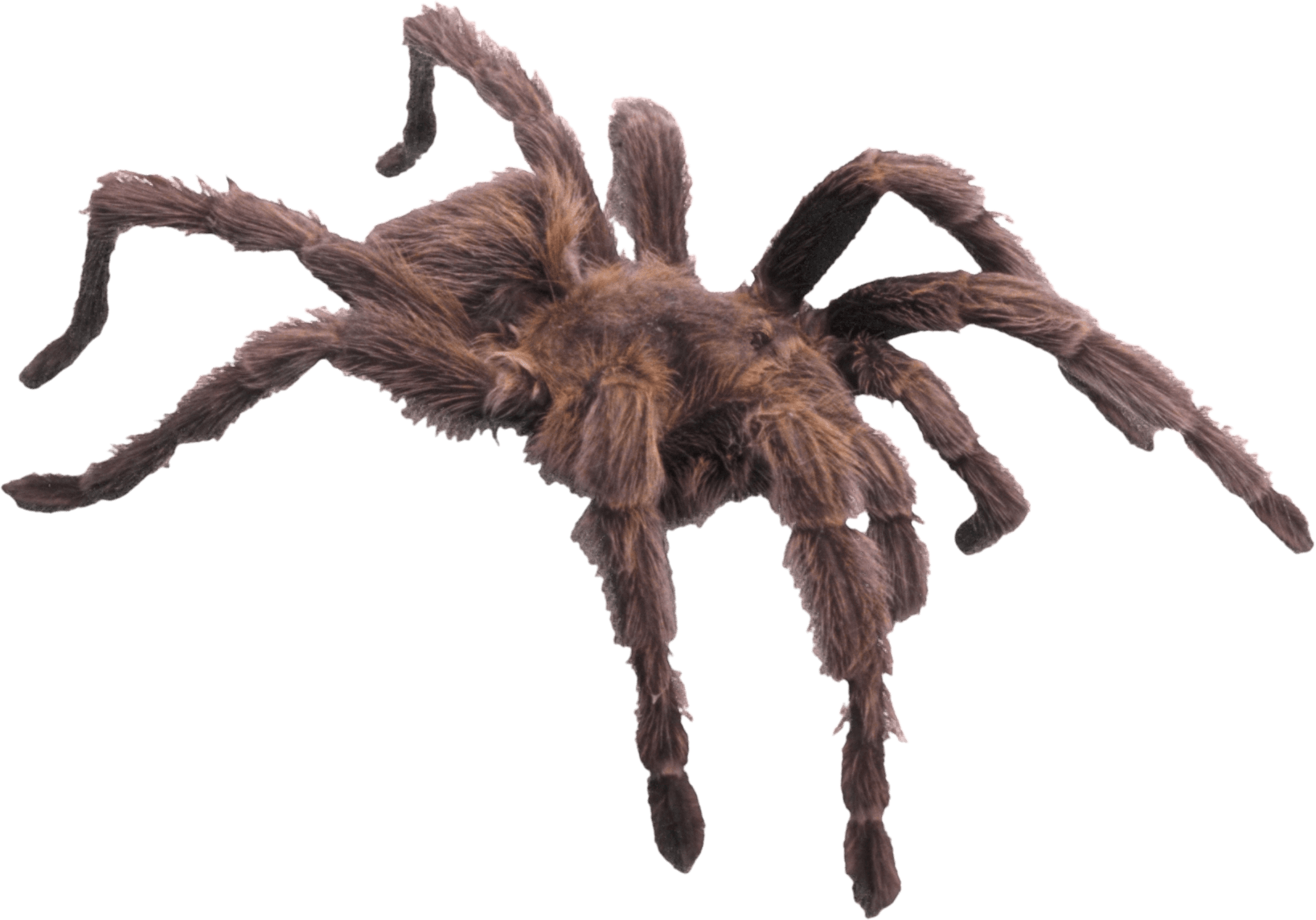 download spider png image png image pngimg #24531