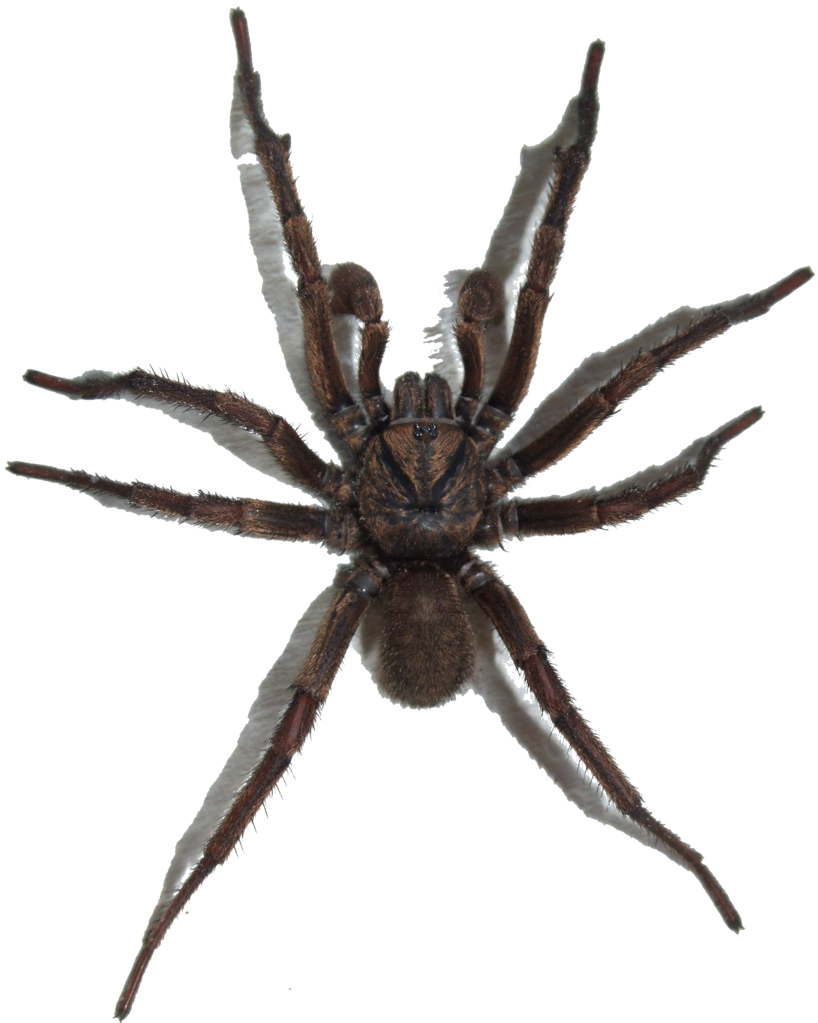 file brown trapdoor spider transparent background #24559